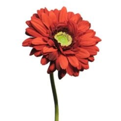 gerbera-red