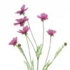 cosmos-orion-pink
