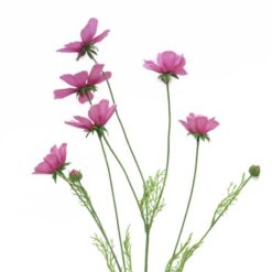 cosmos-orion-pink