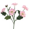 hrysantemum-westland-pink