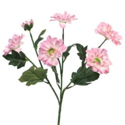 hrysantemum-westland-pink