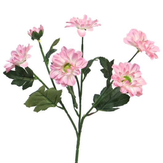 hrysantemum-westland-pink