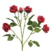 rose-jacqueline-beauty