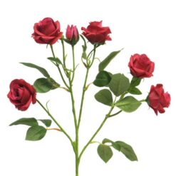 rose-jacqueline-beauty