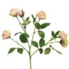rose-jacqueline-pink
