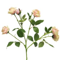 rose-jacqueline-pink