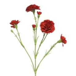 dianthus-red