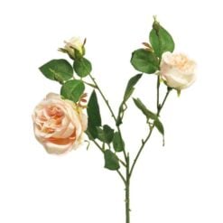 italian-rose-cream-pink