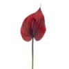 anthurium-burgundy
