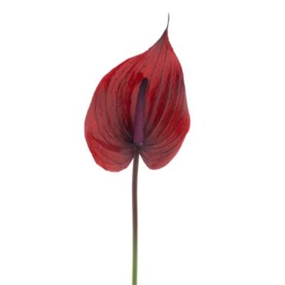 anthurium-burgundy