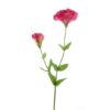 lisianthus-deep-pink