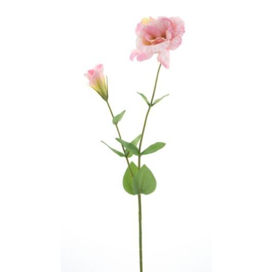 lisianthus-pink