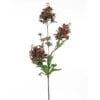 wild-chamomile-red