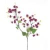 mini-physalis-red