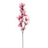 hamamelis-red