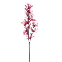 hamamelis-red