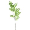 button-leaf-spray