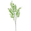 fraxinus-leaf