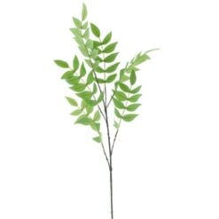 fraxinus-leaf