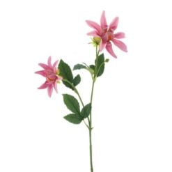dahlia-spray-noud-old-pink