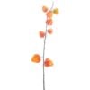 physalis-spray-orange