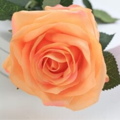 dyon-rose-peach-1