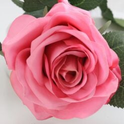 dyon-rose-dark-pink-1