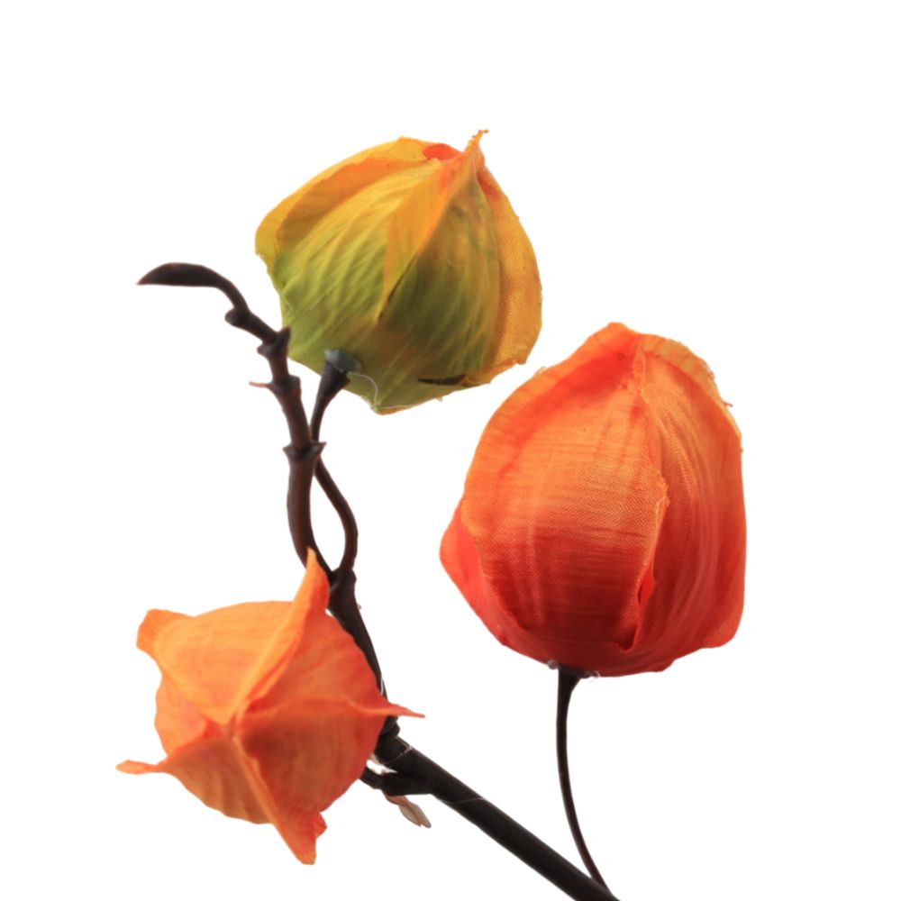 physalis-orange-1