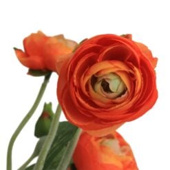 ranunculus-orange-1