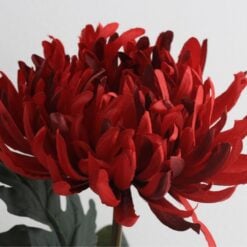 Chrysanthemum Iba Red - Image 2
