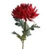 chrysantemum-iba-red-nw