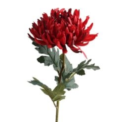 chrysantemum-iba-red-nw