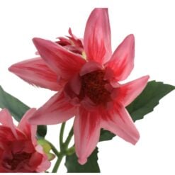 dahlia-spray-noud-pink