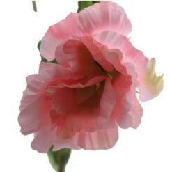 lisianthus-pink-1