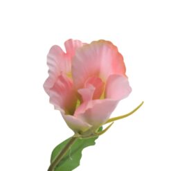 lisianthus-pink-2
