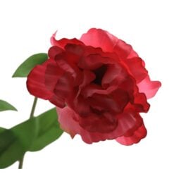lisianthus-deep-pink-1