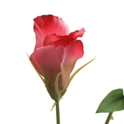 lisianthus-deep-pink-2