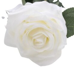 rose-dyon-creme-1