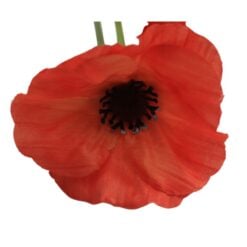 Mohn-Spray-Orange-1