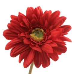 gerbera-red-1