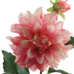 mini-dahlia-branche-7