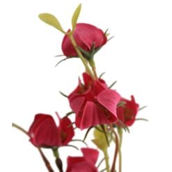 mini-physalis-red-details