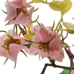 mini-physalis-pink-detail