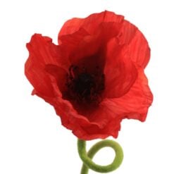 papaver-red-open-flower-1