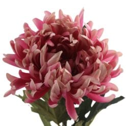 chrysantemum-iba-mauve