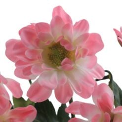 westland-pink