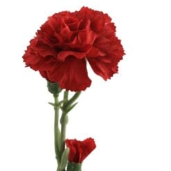dianthus-red-1