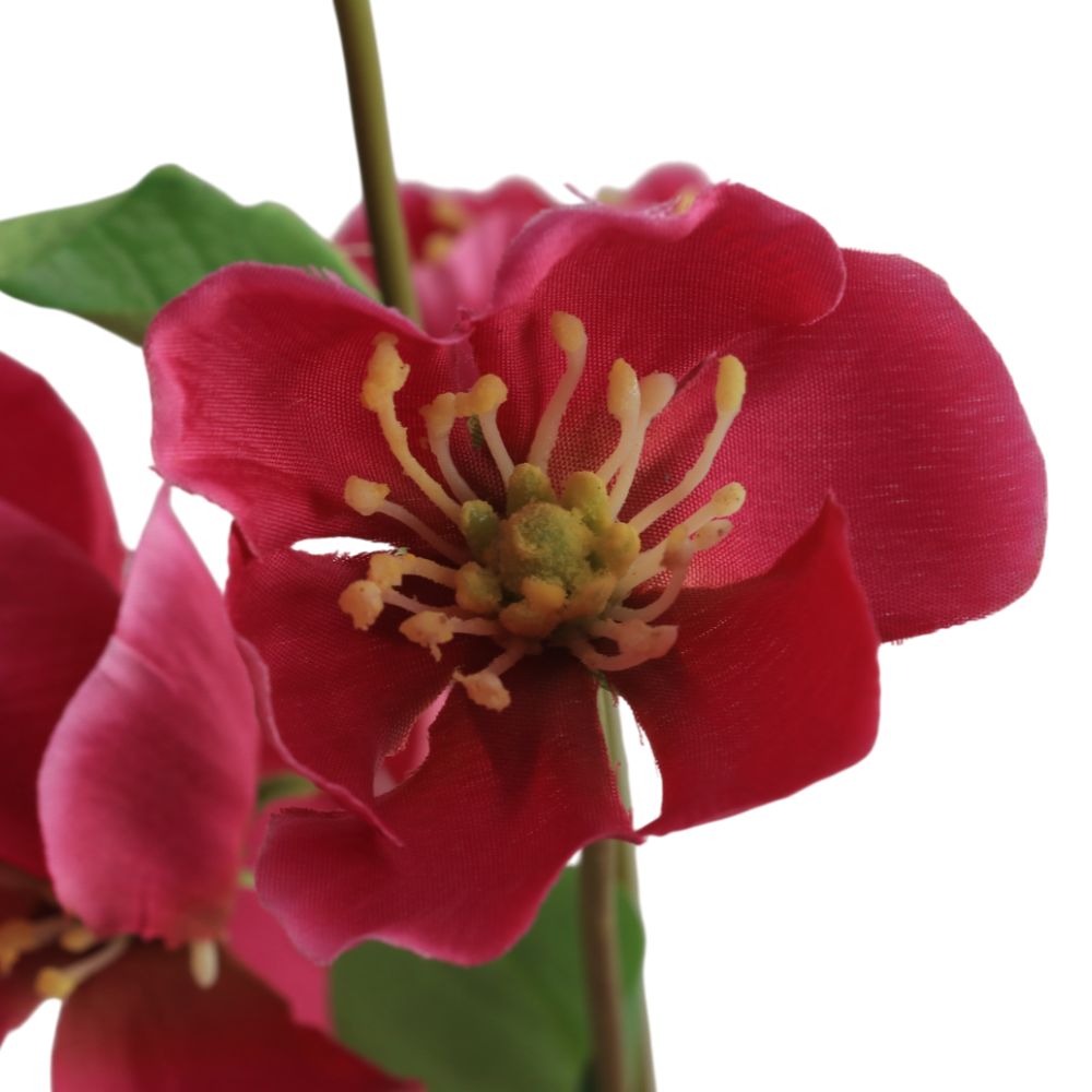 melastome-deep-pink-1