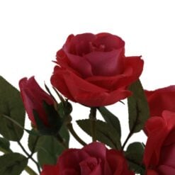 rose-jacqueline-beauty-1