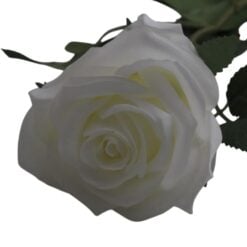 dyon-rose-2